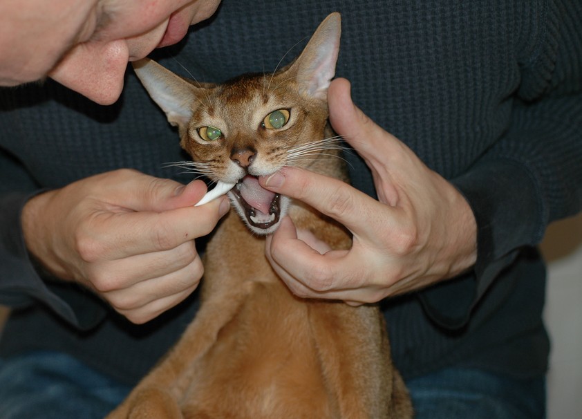 cat dentist