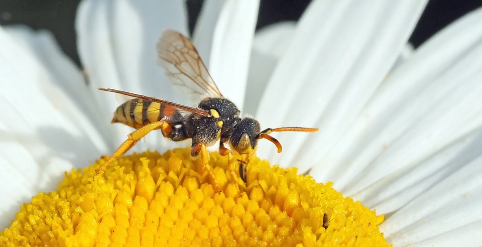 Have you been stung by a wasp while on Warfarin?